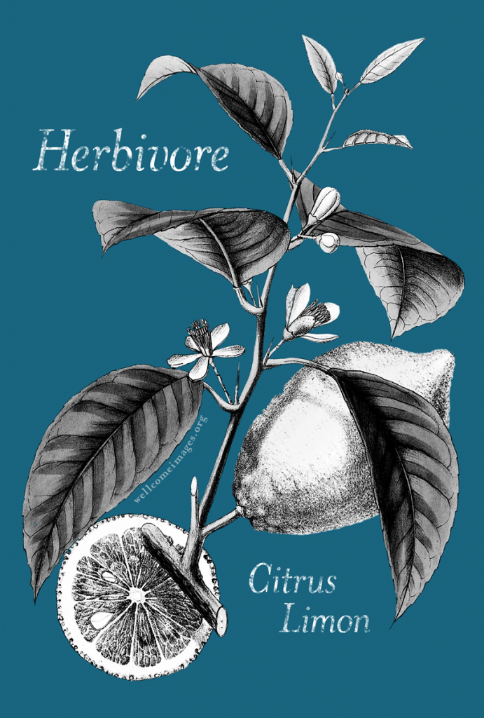 Herbivore Citrus Limon